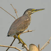 Striated Heron