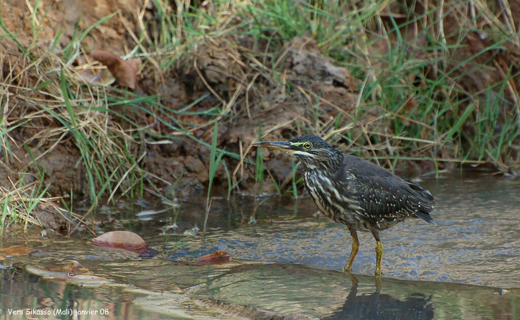 Striated Heronimmature