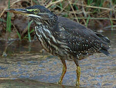 Striated Heron