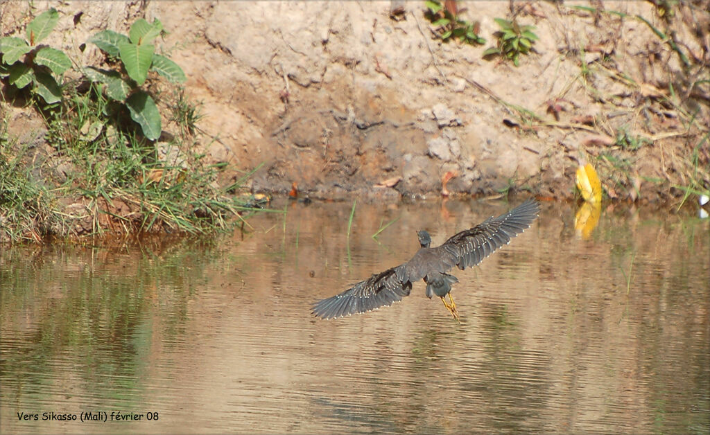 Striated Heron