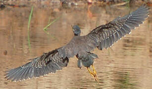 Striated Heron