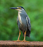 Striated Heron