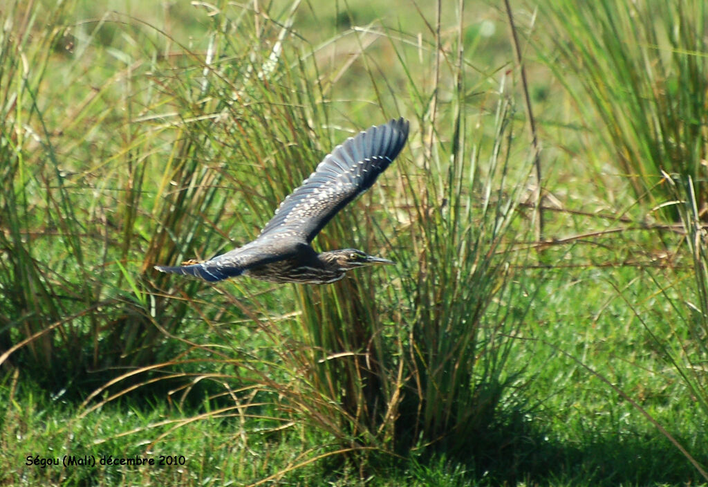 Striated Heron, Flight