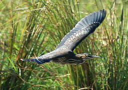 Striated Heron