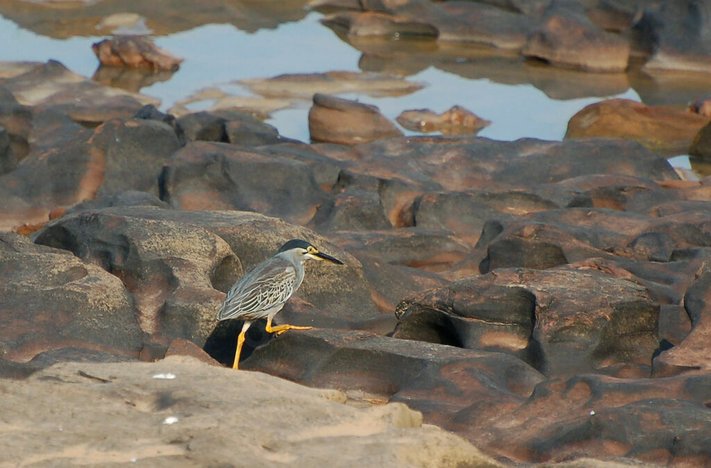 Striated Heronadult, Behaviour