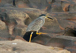 Striated Heron