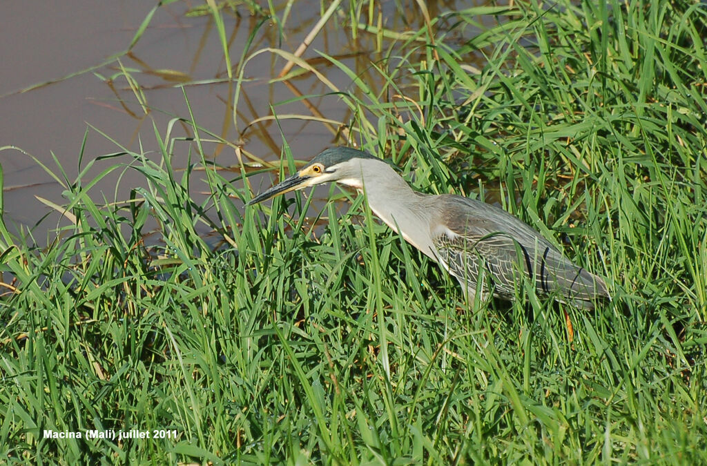 Striated Heronadult, Behaviour