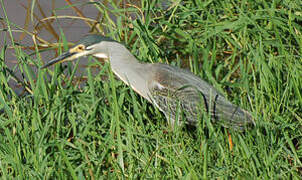 Striated Heron