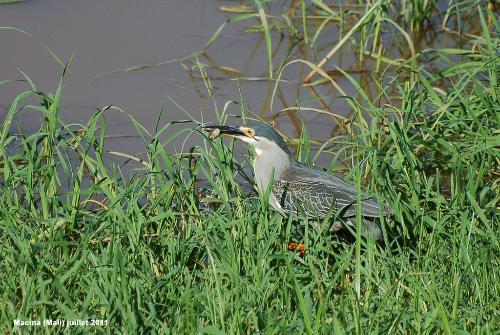 Striated Heronadult, feeding habits