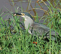 Striated Heron