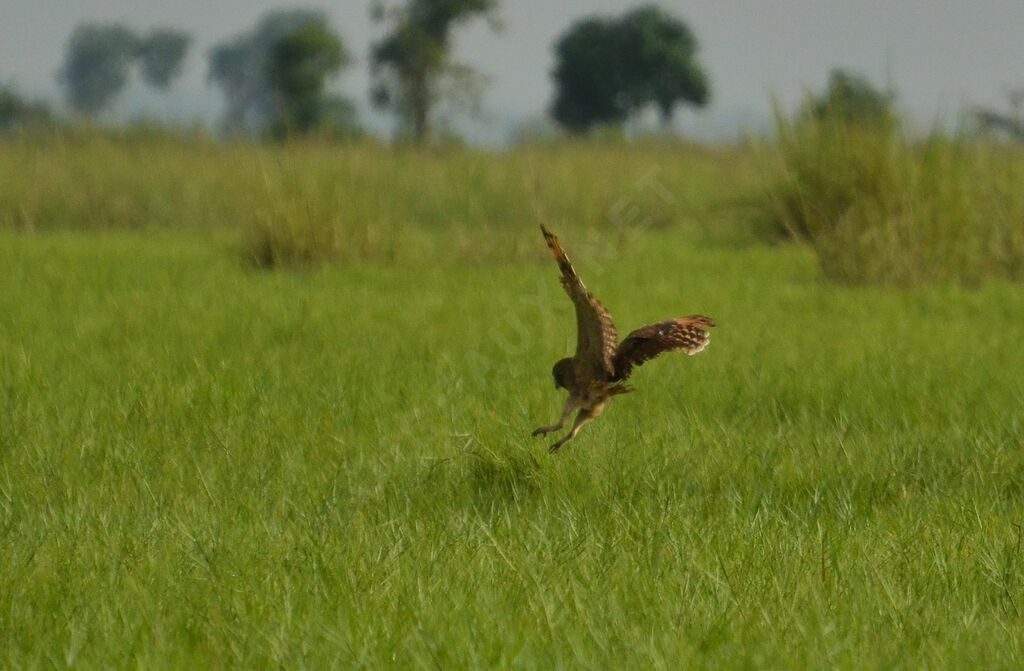 Marsh Owladult, Flight