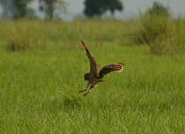 Hibou du Cap