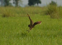 Marsh Owl