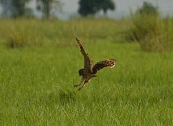 Hibou du Cap