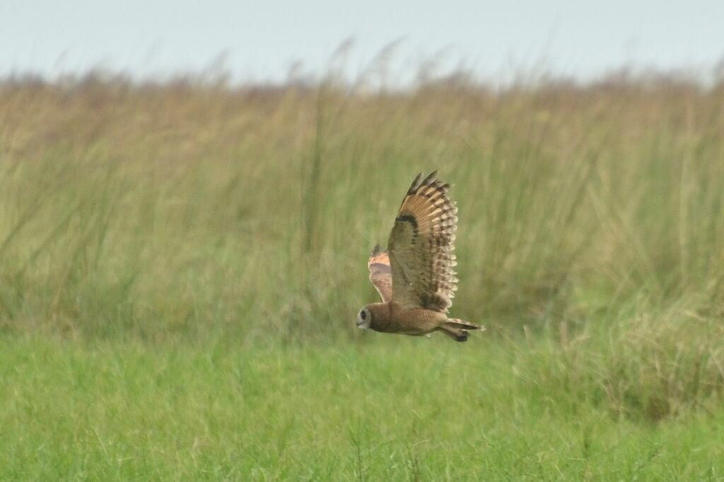 Marsh Owladult, identification, Flight