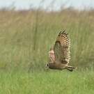 Hibou du Cap