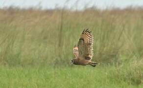 Marsh Owl