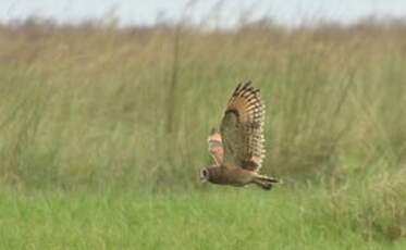 Hibou du Cap