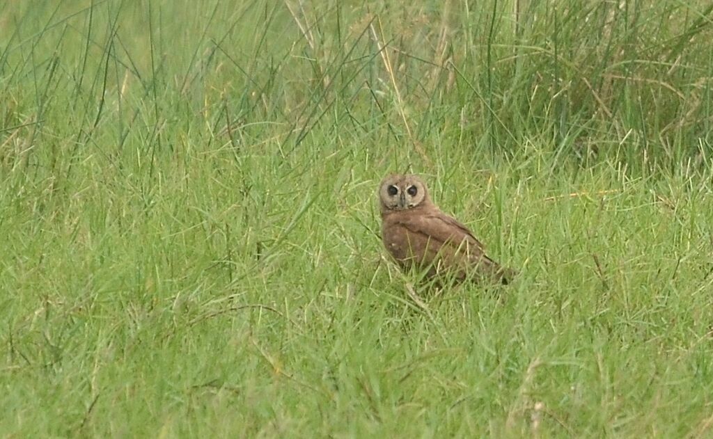 Hibou du Capadulte