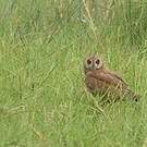Hibou du Cap