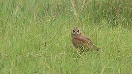 Hibou du Cap