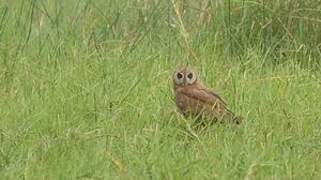 Marsh Owl