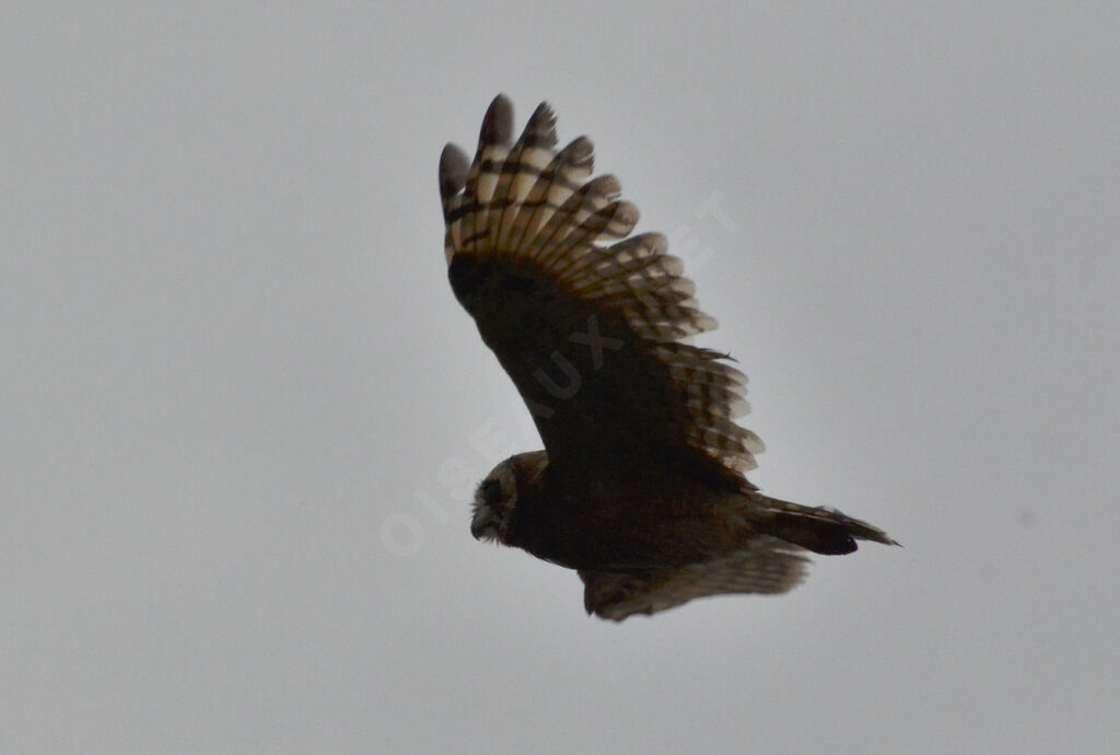 Marsh Owladult, Flight