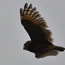 Hibou du Cap
