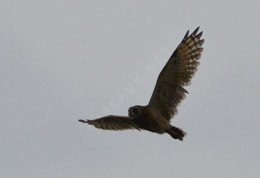 Hibou du Capadulte, Vol