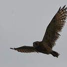 Hibou du Cap