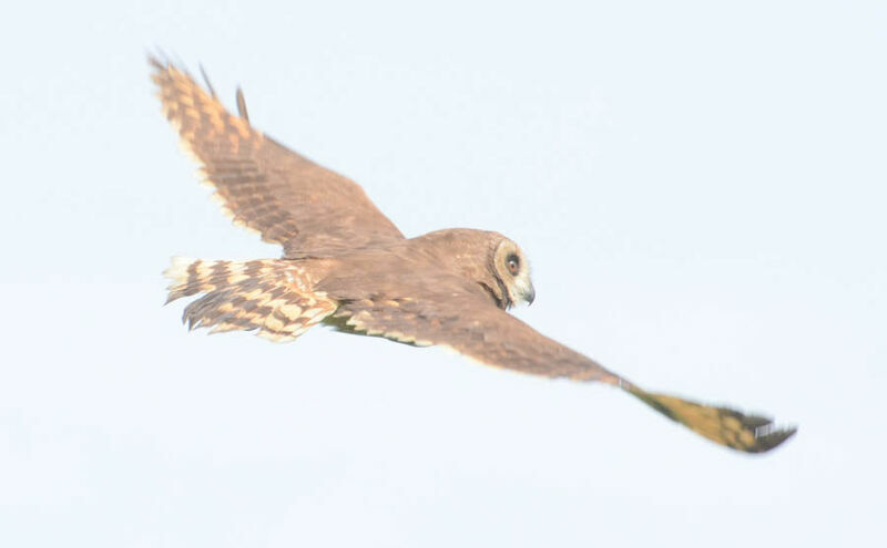 Marsh Owl, Flight