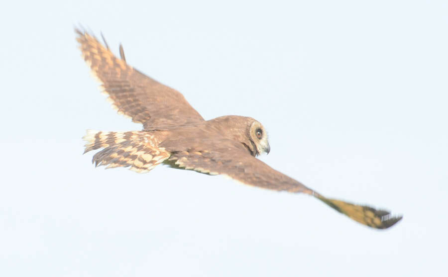 Hibou du Cap, Vol