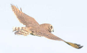 Marsh Owl