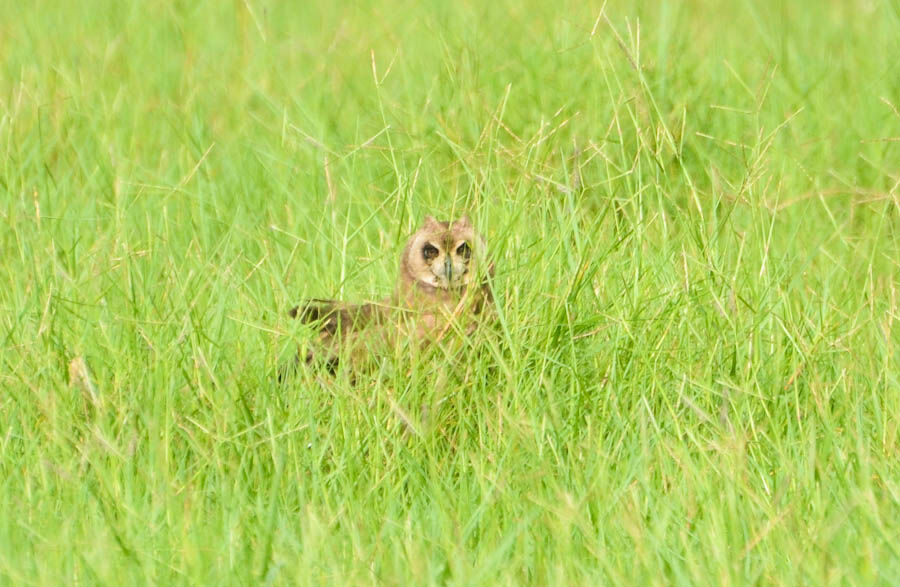 Marsh Owladult, identification