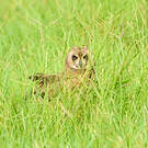 Hibou du Cap