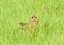 Hibou du Cap