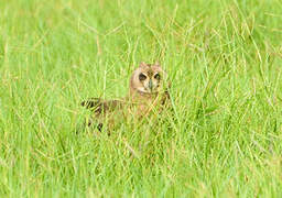 Marsh Owl