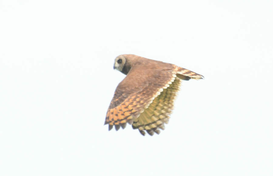 Hibou du Capadulte, identification