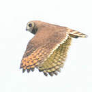 Hibou du Cap