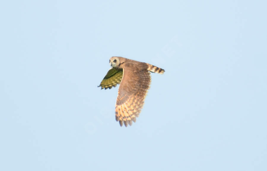 Marsh Owladult, Flight