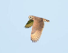 Marsh Owl