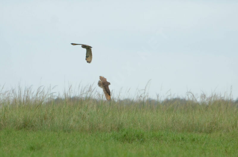 Marsh Owladult, Flight
