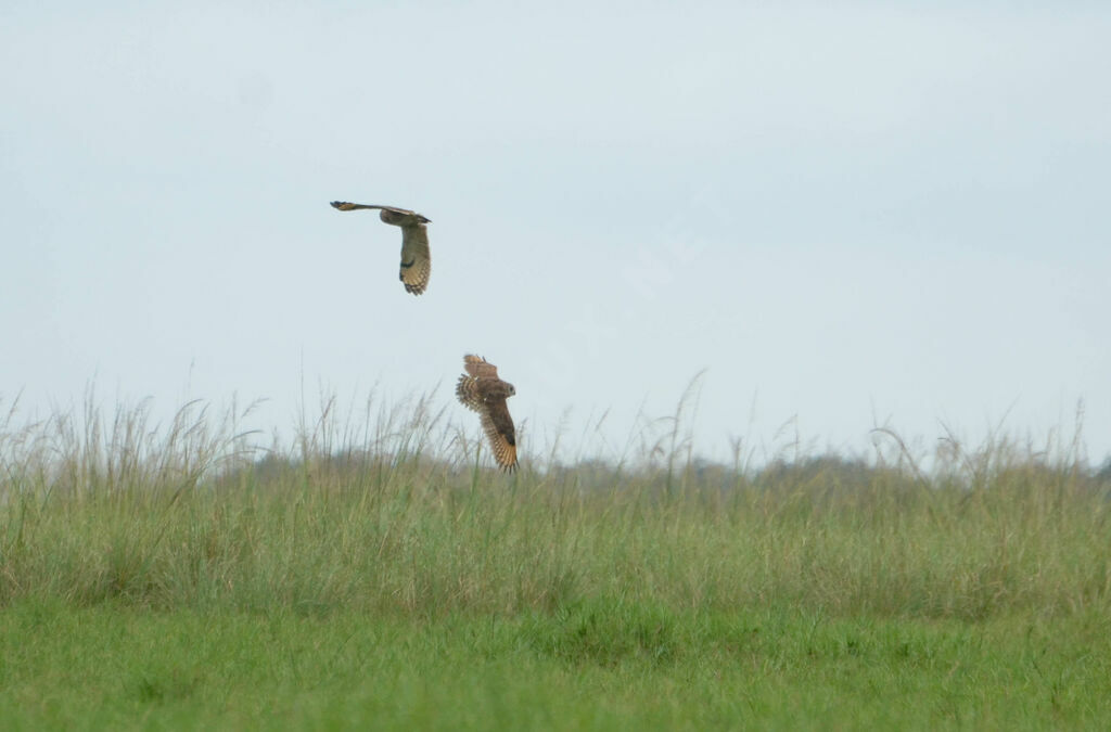 Hibou du Capadulte, Vol