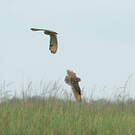 Hibou du Cap