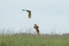 Marsh Owl