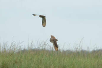 Hibou du Cap