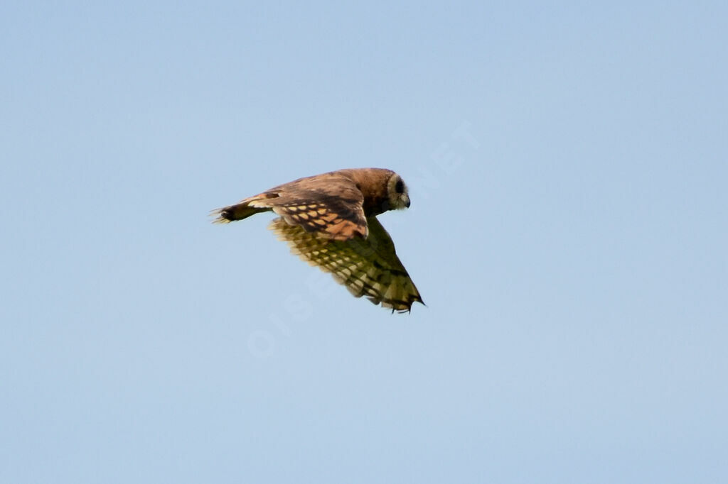 Marsh Owladult, identification