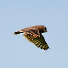 Hibou du Cap
