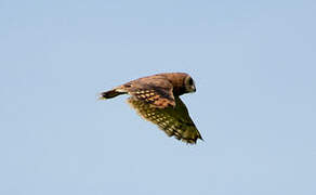 Marsh Owl