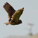 Hibou du Cap